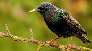 Amsel Drossel Zaunkonig Diese Piepmatze Zwitschern Uns In Den Tag Ratgeber Bild De