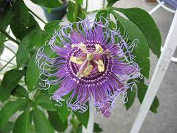 Passion Vine Flower Flowers Passion Vine Healing Plants