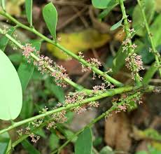 Image result for Phyllanthus zornioides