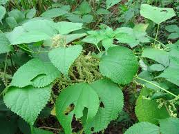 Image result for Boehmeria nivea