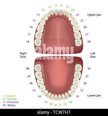 Anatomia Del Diente Medical Ilustracion Vectorial Sobre Fondo Blanco Con Numeros Infografico Ied Diente Imagen Vector De Stock Alamy