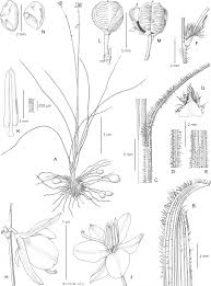 Image result for Trachypogon chevalieri