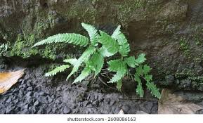 Image result for Pteridaceae