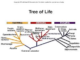 Eukarya the kingdoms are 1. Domains Kingdoms And Phyla Grouping Organisms And Classification
