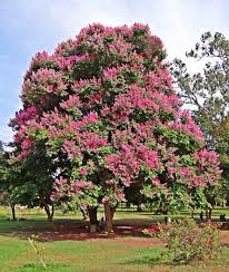 200 Tree Pictures Best Free Tree Photos With Tree Names Myrtle Tree Palm Tree Pictures Trees To Plant
