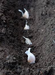 Knoblauch Selbst Anpflanzen Pflanzen Tipps Tricks 99roots Com Mit Bildern Garten Pflanzen Garten Pflanzen