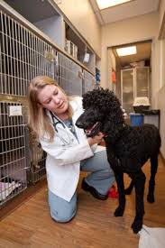 A spacious kennel, a warm blanket/bed, a bowl of water, and plenty of treats (as long as it is ok with the owner!). Pet Emergency Specialty Center East County 151 Photos 557 Reviews Veterinarians 5232 Jackson Dr La Mesa Ca Phone Number