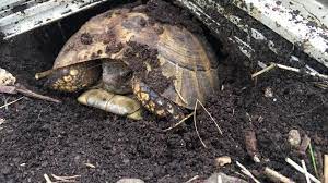 Was Passiert Wenn Schildkroten Keine Winterstarre Machen