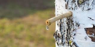 RÃ©sultat de recherche d'images pour "bouleau"