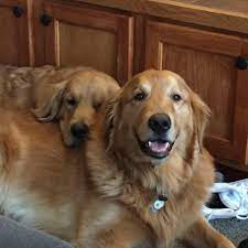 Alaskan shelter dogs is not a rescue or a shelter. Alaska Dog And Puppy Rescue Home Facebook