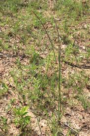 Image result for Coelorachis