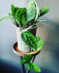 Monstera Karstenianum Plants Indoor Plants Pretty Plants