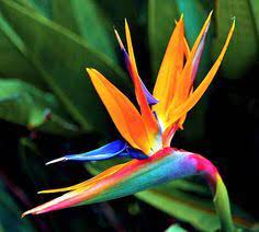 Long B Nguyen Paradise Flowers Birds Of Paradise Flower Birds Of Paradise