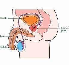 Before you embark on this conversation, have a discussion with your doctor. Fertility In Men Macmillan Cancer Support