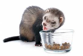 But even experienced cat owners may wonder how long can cats be left alone? especially since there are so many differences of opinion on leaving a cat home alone. How Long Can A Ferret Survive Without Food Or Water All About Pets