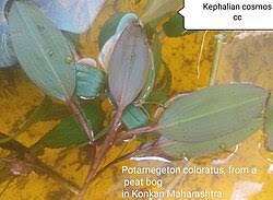 Image result for Potamogeton richardii