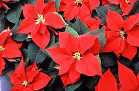 Pin On Navidad