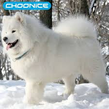Dogs White Diamond Embroidery Of A Dogs 3d Diamond Painting Cross Stitch Samoyed Dog Pictures By Numbers Pictures Of R Samoyed Dogs Dog Breed Photos Husky Dogs