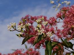Maybe you would like to learn more about one of these? Heptacodium Miconioides Seven Son Flower Van Den Berk Nurseries