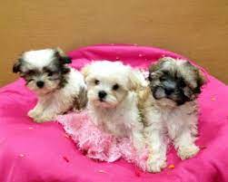 Find a shih tzu puppy from reputable breeders near you and nationwide. Precious Mal Shih Maltese Shih Tzu Puppies For Sale In Amissville Virginia Classified Americanlisted Com