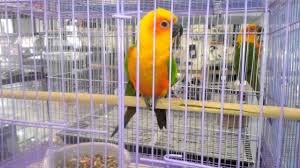 Maybe you would like to learn more about one of these? Beautiful Parrots For Sale At A Pet Store Youtube