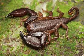 Dwarf Wood Scorpion Liocheles Sp Scorpion Arachnids Wood