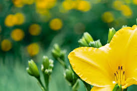 John's wort, and tennessee purple coneflower as some of our varieties to plant. Native Flowers To Plant In Memphis Tn