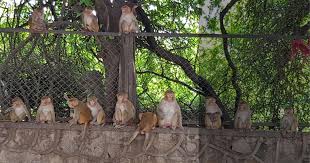 Maybe you would like to learn more about one of these? Delhi Government Has A New Strategy To Curb Monkey Attacks An Area Wise Census