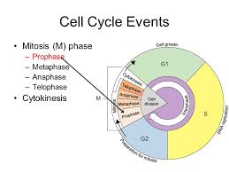 This feature was a part of our cpu pages, and we expanded it to include all processors, and allow selection of any processor in the list. Mitosis How A New Cell Is Formed Monday 7 9 12 Main Ideas Why Cells Divide What Happens To A Cell That Gets Too Big Chapter 10 Cell Growth And Division Ppt Download