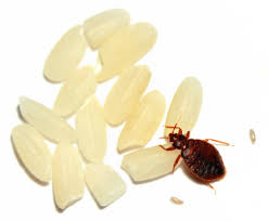 Getting Rid Of Bed Bugs: Trickier Than Ever