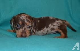 25 likes · 1 talking about this. Miniature Dachshund Chocolate Tan Dapple Female Dachshund Puppy Miniature Baby Dachshund Miniature Puppies
