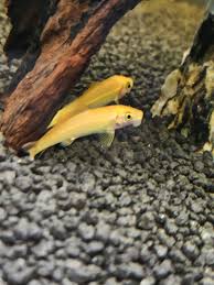 Albino Ve Normal Cae Lerim