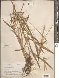 Image result for Ischaemum afrum