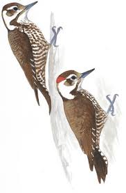 Woodpeckers Audubon
