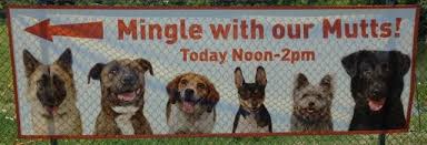 Maybe you would like to learn more about one of these? Mingle With Our Mutts