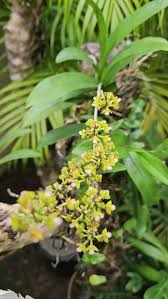 Image result for Polystachya odorata
