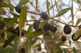 Image result for Oleaceae