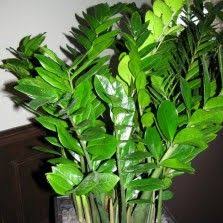 Beberapa desainer tata ruang juga sering menyarankan meletakkan bunga ini di salah satu meja. 98 Best Tanaman Indoor Ideas Plants House Plants Plant Leaves