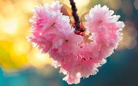 Flowers Heart Bloom Spring Love Nature Image Of Nature Heart In Nature Nature Images Love Wallpaper
