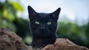 Belcika Da Kediye Sahibinden Corona Virusu Bulasti Saglik Son Dakika Haberler