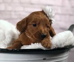 Mydogbreeders.com has over 10,000 dog breeder and puppy listings. Mini Goldendoodle Puppies For Sale Change Comin