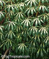 Image result for Manihot esculenta