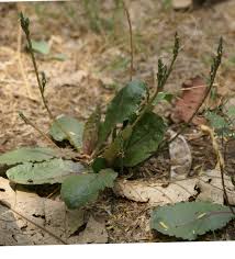 Image result for Elytraria