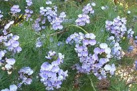 Image result for Psoralea glabra
