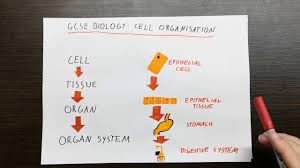 Maybe you would like to learn more about one of these? Gcse Biology Cell Organisation Youtube