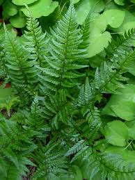 Image result for Polystichum sinense