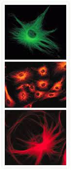 Ideal for fluorescent cell and tissue imaging. Igg H L Cross Adsorbed Goat Anti Mouse Alexa Fluor 546 Invitrogen 1mg Alexa Fluor 546 Sekundarantikorper Ziege Anti Maus Fisher Scientific