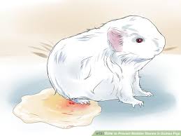 3 Ways To Prevent Bladder Stones In Guinea Pigs Wikihow