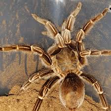Maybe you would like to learn more about one of these? Sold As Stripe Knee Arachnoboards