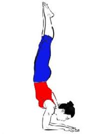 Preparatory Poses Gomukhasana Prasarita Padottanasana Supta Virasana Uttanasana Adho Mukha Vrikshasana Follow Up Pose Peacock Pose Poses Daily Practices